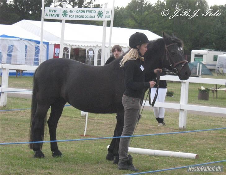 Anden særlig race Black Beauty  - Mønstring på dyreskue.  billede 6