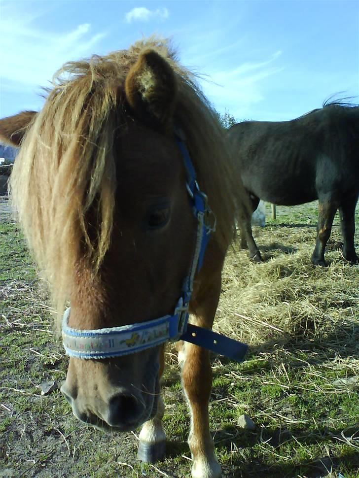 Shetlænder Annagaard Bagheera R.I.P - Hmm.. hvad laver du enlig? billede 10