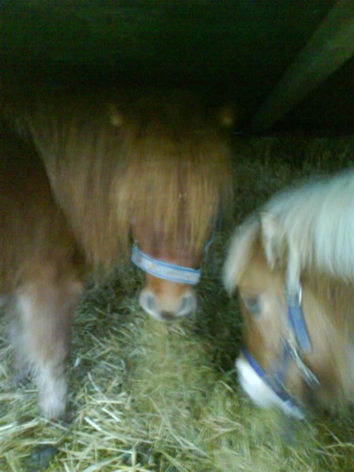 Shetlænder Annagaard Bagheera R.I.P - Hey vi spiser. Jan 08 billede 11