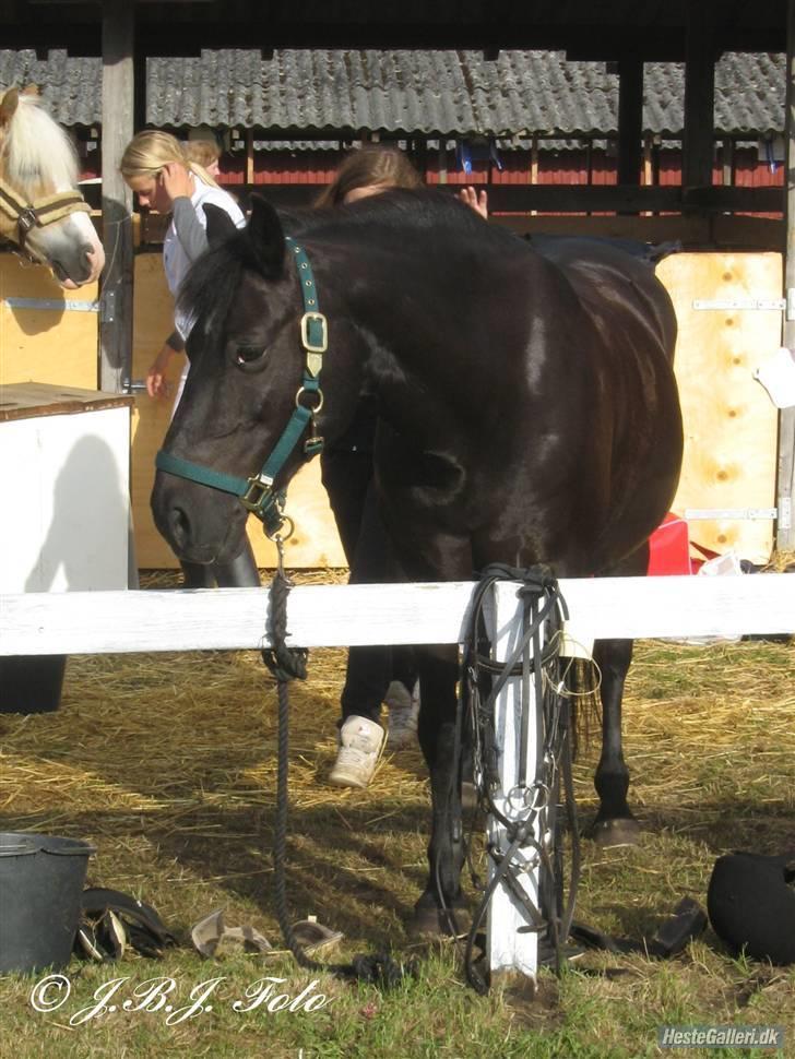 Anden særlig race Black Beauty  - En træt beauty i sommers. billede 7
