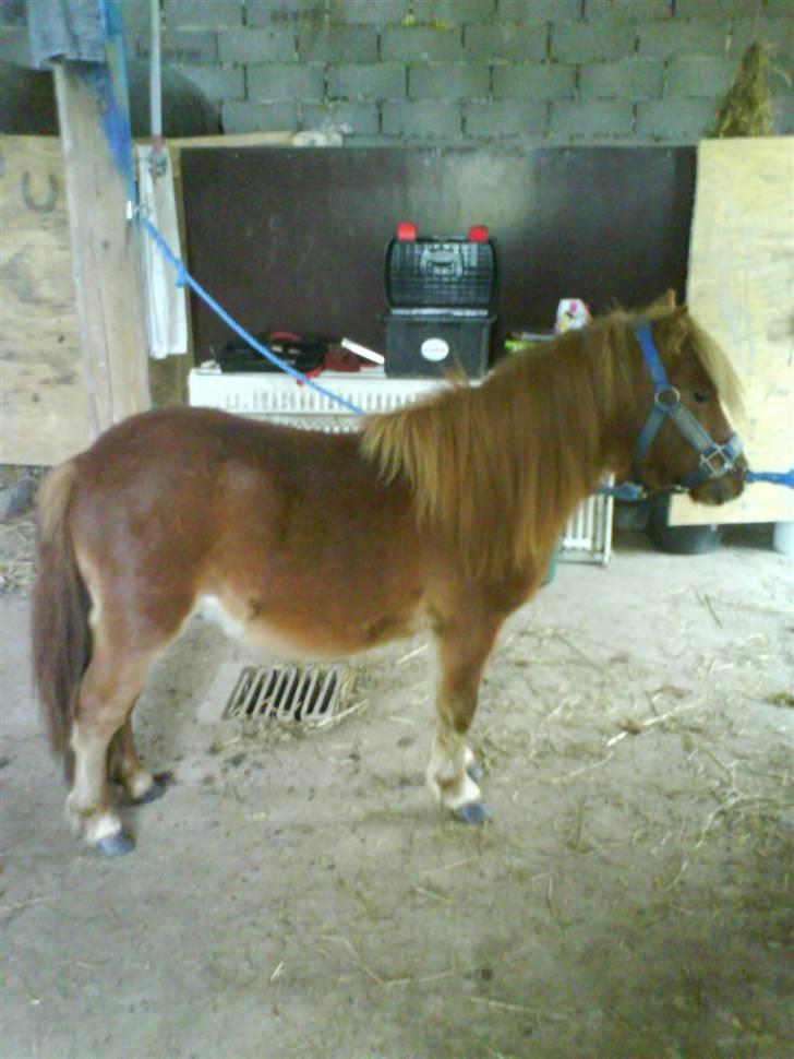 Shetlænder Annagaard Bagheera R.I.P billede 12