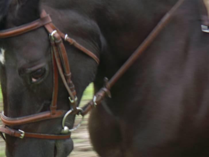 Anden særlig race Black Beauty  billede 9