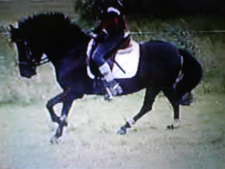 Anden særlig race Black Beauty  billede 10