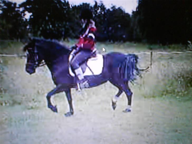 Anden særlig race Black Beauty  billede 11