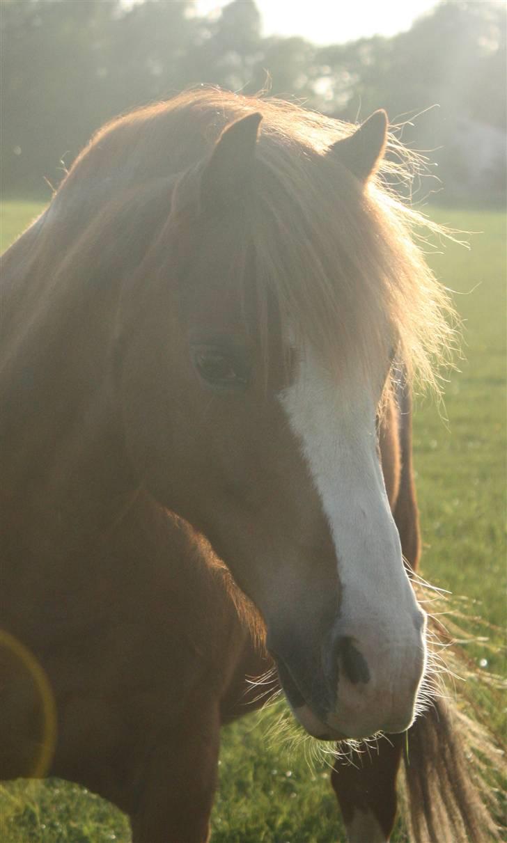 Welsh Pony (sec B) O'malley - Gamle hest - perfection billede 4
