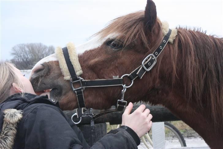 Welsh Pony (sec B) O'malley - Gamle hest - something speciel  billede 5