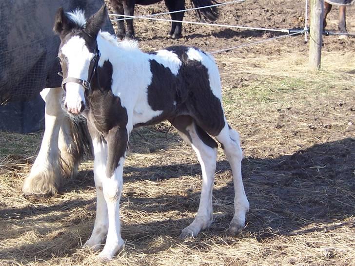 Irish Cob Róisín - SOLGT billede 2