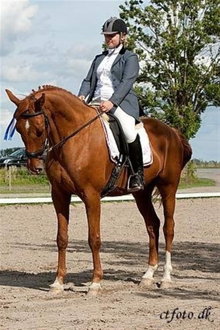 Dansk Varmblod Darcy R.I.P billede 1