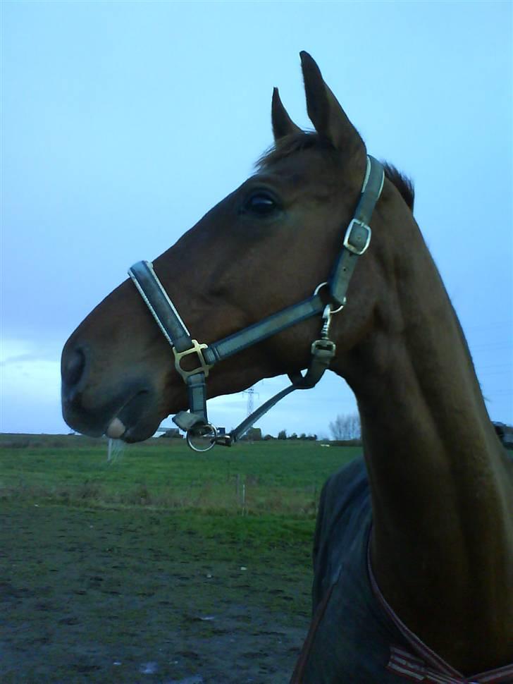 Dansk Varmblod Darcy R.I.P billede 2