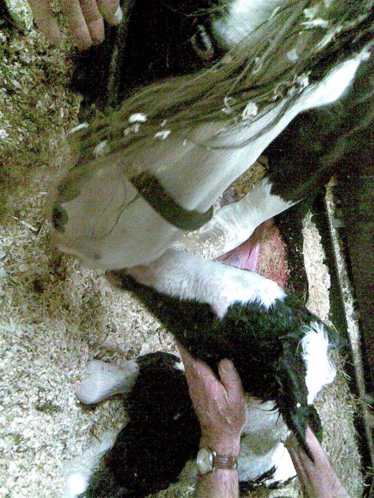 Irish Cob Róisín - SOLGT billede 4