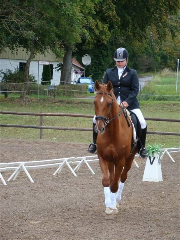 Dansk Varmblod Darcy R.I.P billede 3