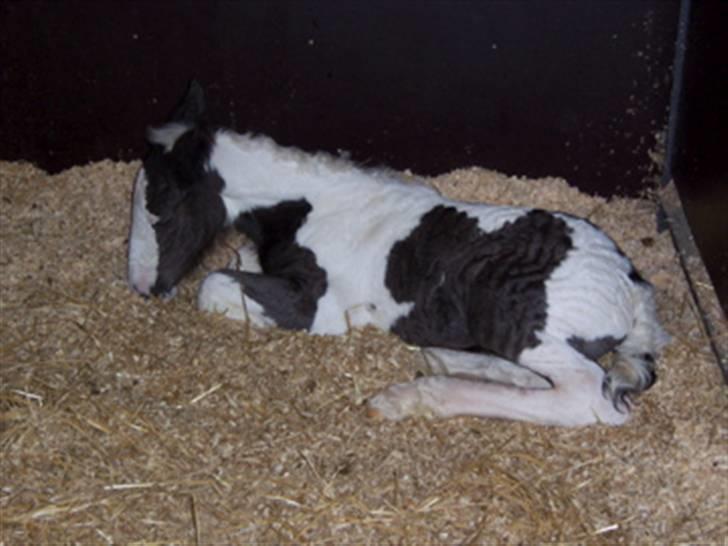 Irish Cob Róisín - SOLGT billede 5