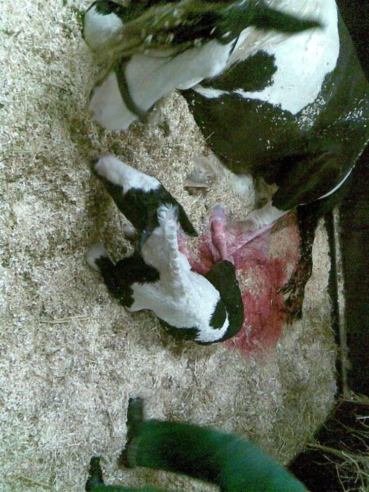 Irish Cob Róisín - SOLGT billede 6