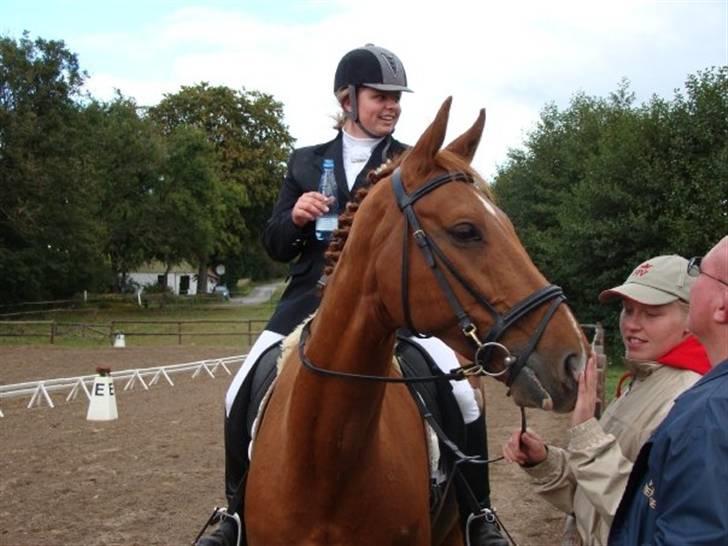 Dansk Varmblod Darcy R.I.P billede 4