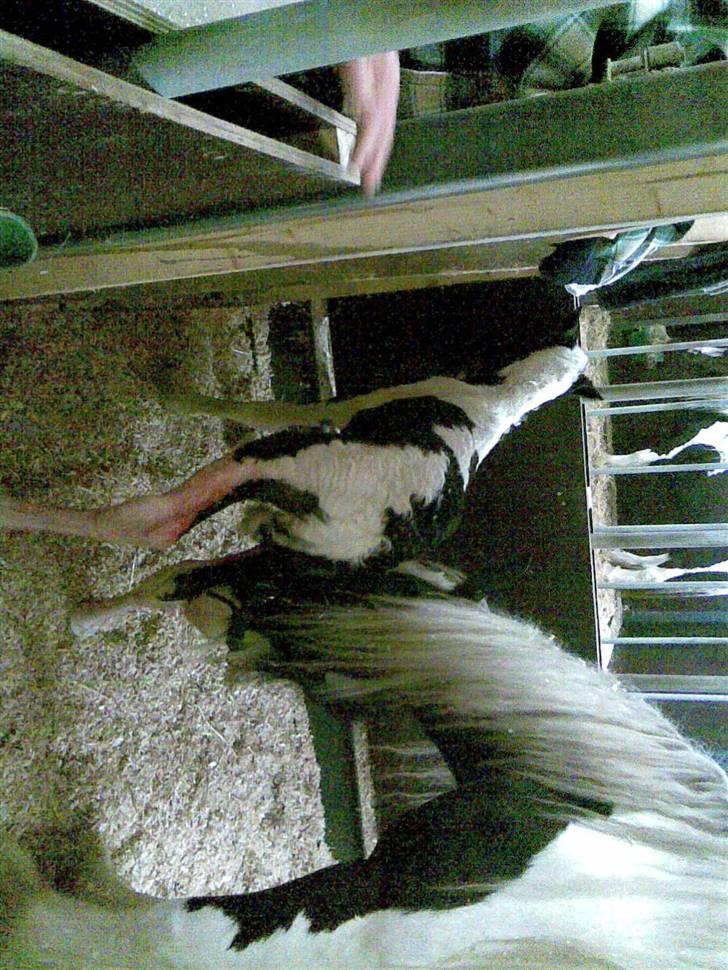 Irish Cob Róisín - SOLGT billede 7