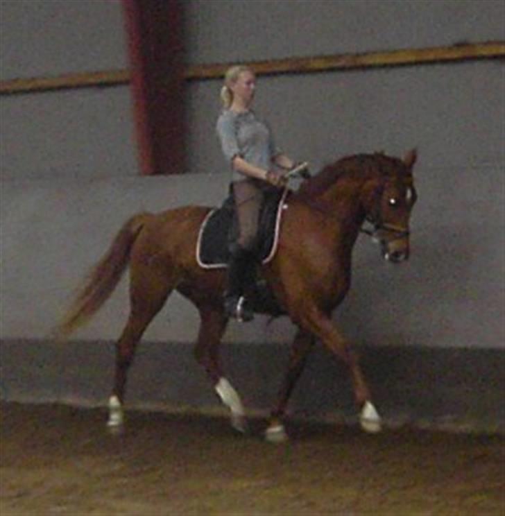 Dansk Varmblod Darcy R.I.P - Med pernille billede 5