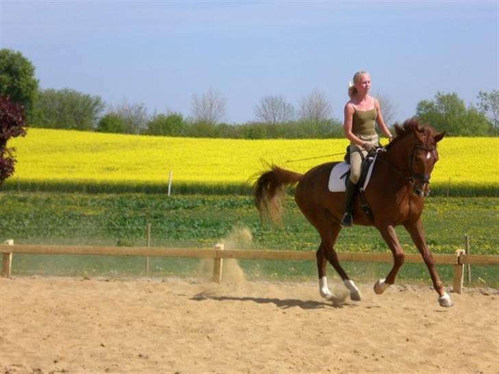 Dansk Varmblod Darcy R.I.P - Med hans gamle ejer pernille billede 6