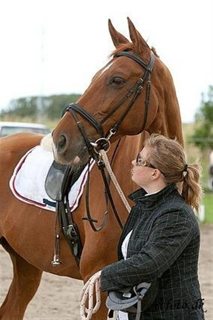 Dansk Varmblod Darcy R.I.P - Med pernille billede 7