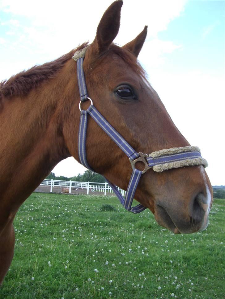 Dansk Varmblod Darcy R.I.P billede 8