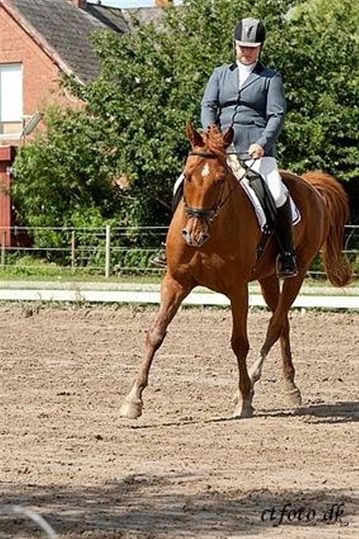 Dansk Varmblod Darcy R.I.P billede 9