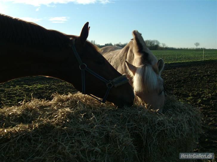 Dansk Varmblod Darcy R.I.P - Hvad gemmer du der nede Thor?? billede 10