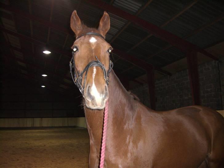 Dansk Varmblod Darcy R.I.P billede 11