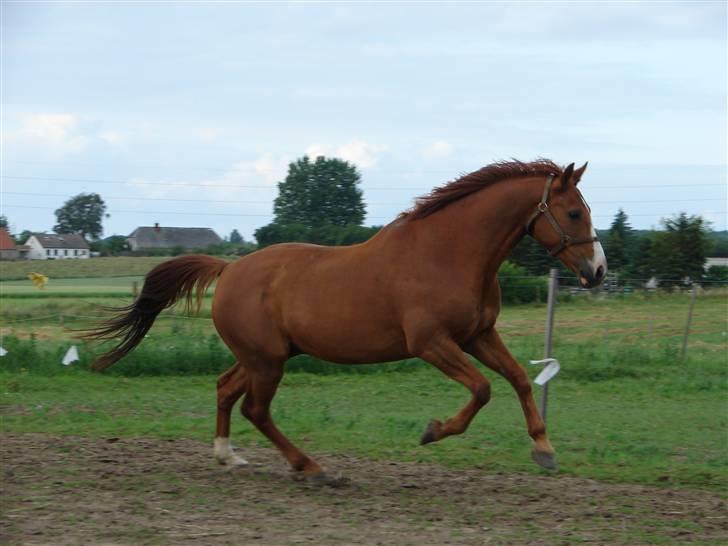 Hollandsk Varmblod Major Lucky shot billede 15