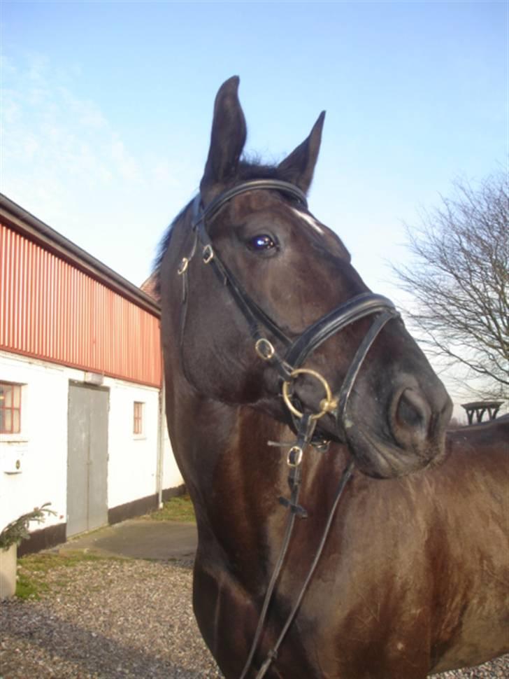 Oldenborg Tara af Kloster billede 9