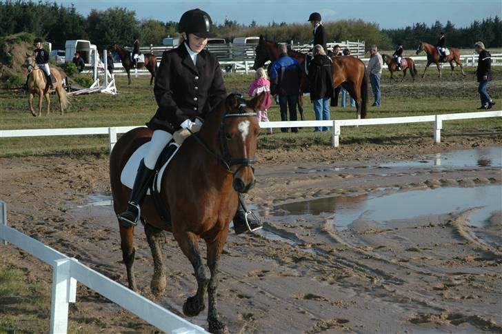 Anden særlig race Roxanne (solgt) billede 5