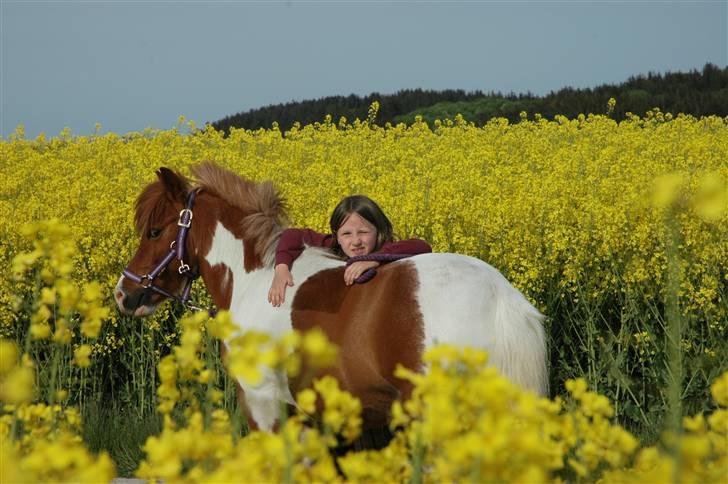 Shetlænder Lasse billede 1
