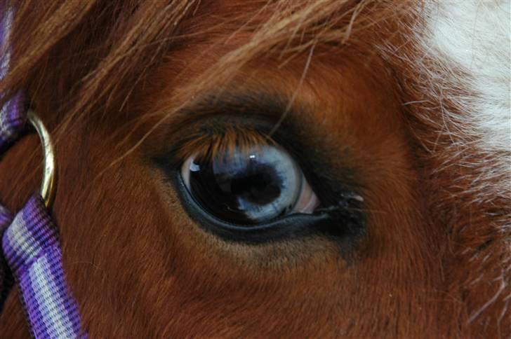 Shetlænder Lasse billede 4