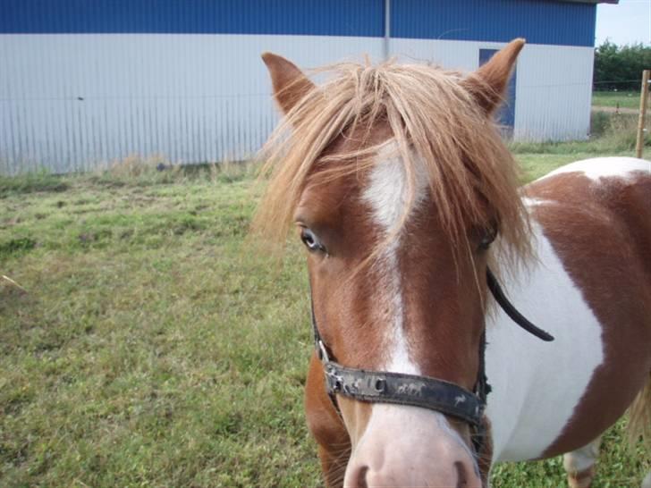 Shetlænder Lasse billede 7