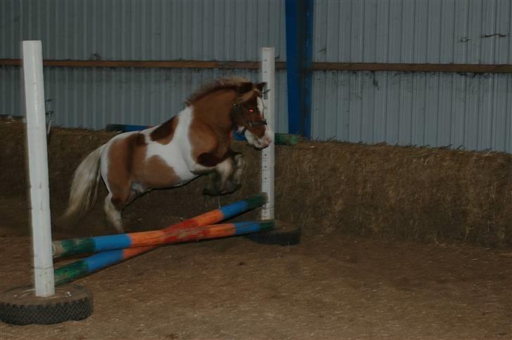 Shetlænder Lasse billede 8