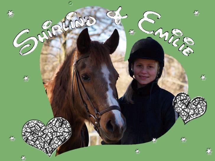 DSP Shirlind - R.I.P. - Velkommen til Shirlinds profil - Hun er desværre ikke levende mere da vi blev nød til at aflive hende pgs gaffelsbåndsbetændelse, da hun var 27 år gammel... Husk at ligge en kommentar xD Foto: Min far xD men jeg har redigeret det :D billede 1