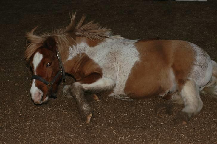 Shetlænder Lasse billede 9