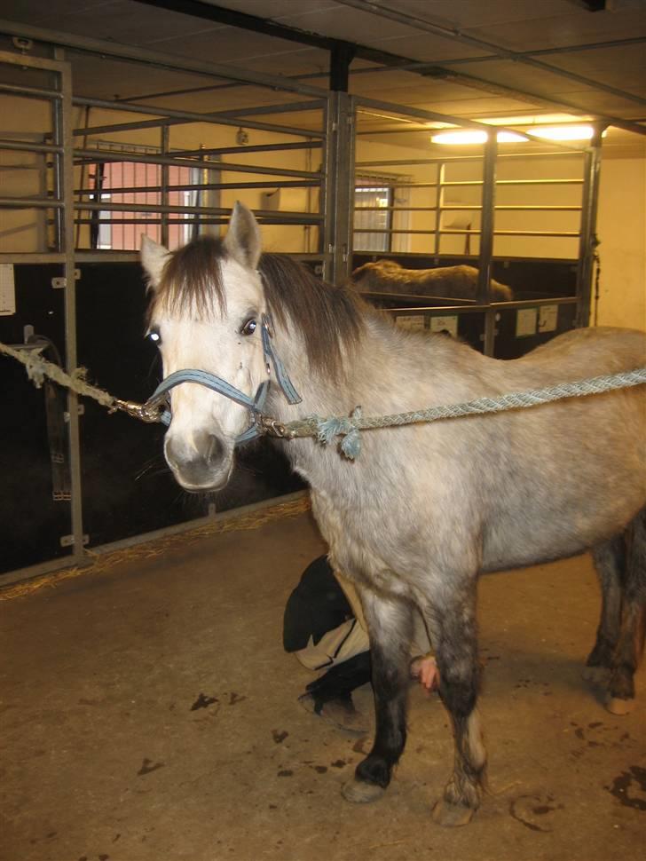 Welsh Pony (sec B) Gribsvads Nisa - Nisa på staldgangen(med tyggegummi i baggrunden) på TÅR . elsker det sted <3 billede 7