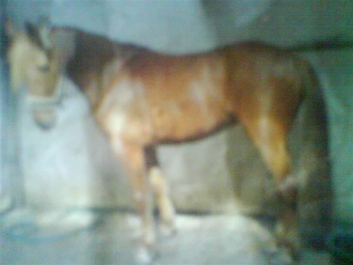 Anden særlig race Freja<33 - MIN skønhed på VBR :) billede 7