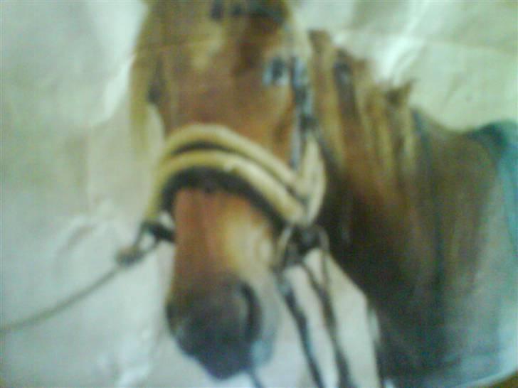 Anden særlig race Freja<33 - Oppe ved Sophia :) billede 8