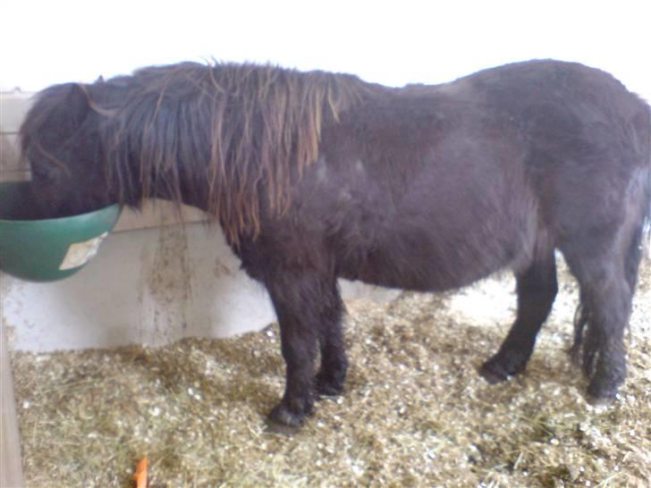 Anden særlig race Blackie - Blackie står og spiser :) billede 9