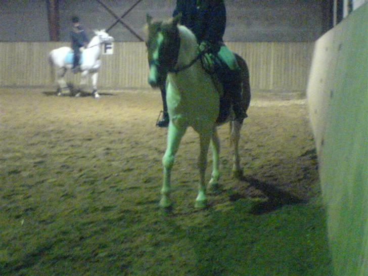 Pinto Tarzan - Mig og Tarzan rider billede 14