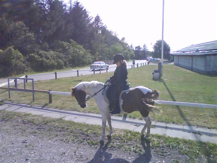 Pinto Tarzan - Tarzan går til bidet billede 15