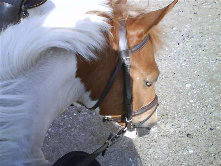 Pinto Tarzan billede 16