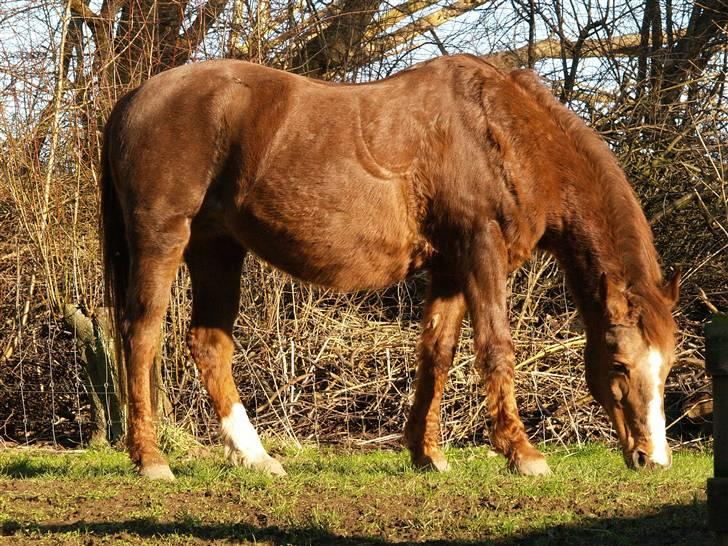 DSP Shirlind - R.I.P. - Vi ta´r en slapper i haven, og ogs´ lige en mellem mad ;) billede 6