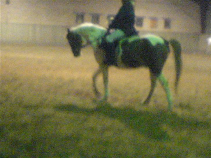 Pinto Tarzan - Mig og Tarzan ved at ride billede 17