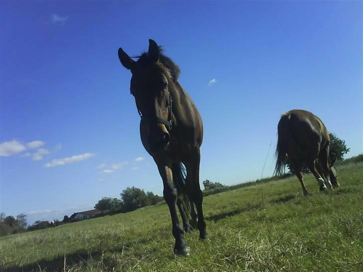 DSP Chicago Kærlund. Solgt - kommer nu :) billede 19