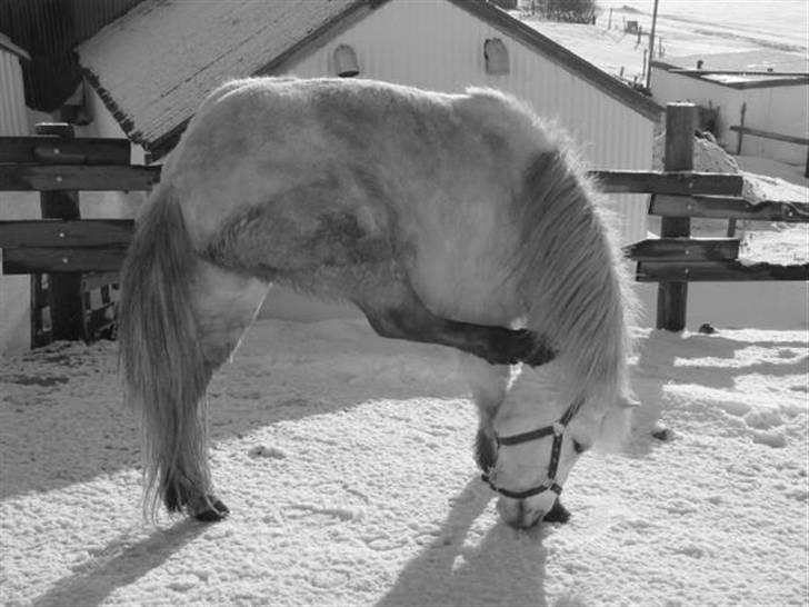 Islænder Emma frá Röst <3 - Aii >.< Klöör lidt :b billede 2
