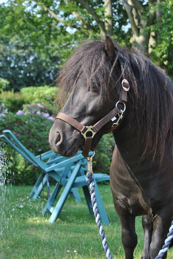 Anden særlig race Gucci - solgt  - Dejlige lille smukke Hingste basse : D . Foto : Mig  billede 4