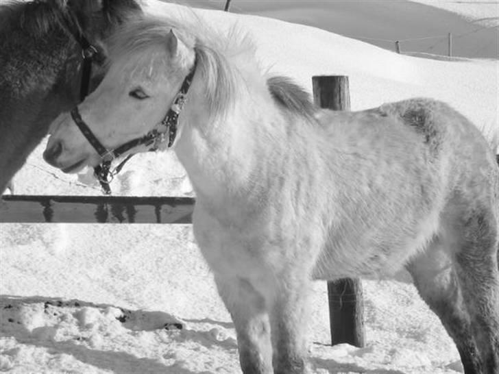 Islænder Emma frá Röst <3 - Aww :* billede 3