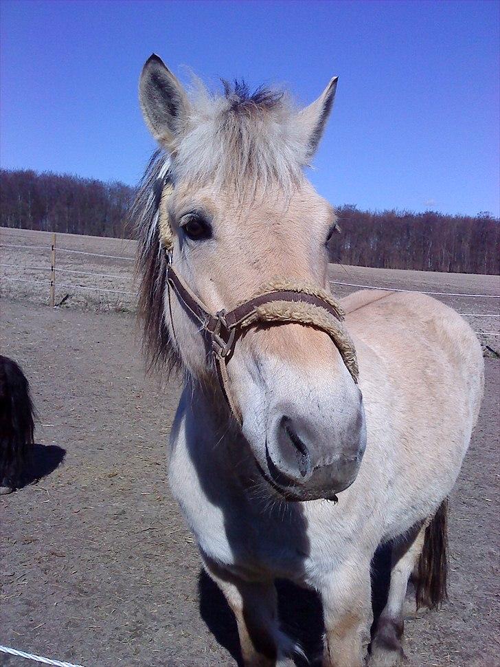 Fjordhest Kajser - Kajser og mig billede 1