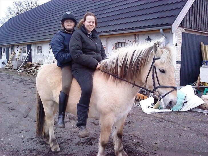 Fjordhest Kajser billede 2
